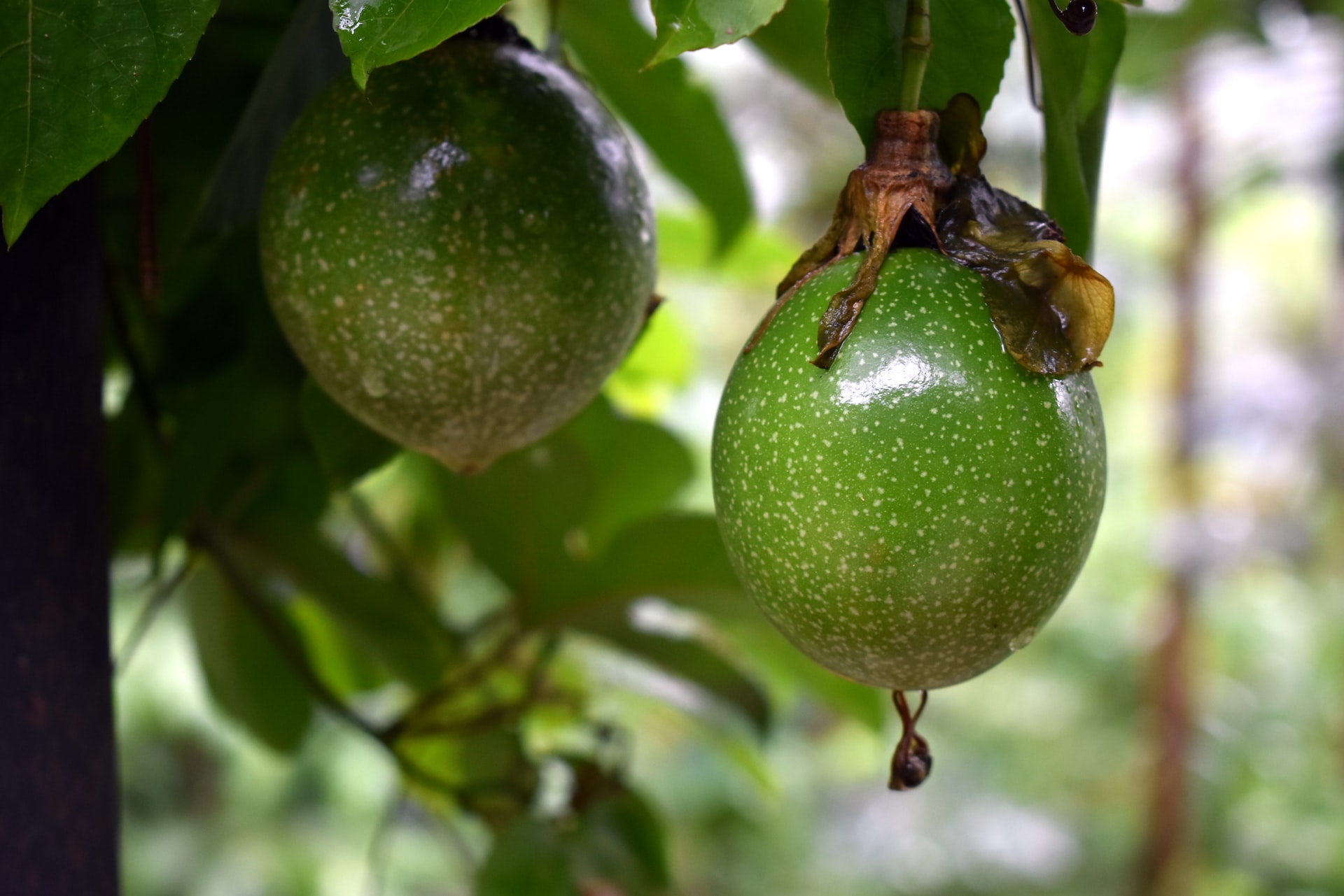 a close up of a fruit hanging from a tree