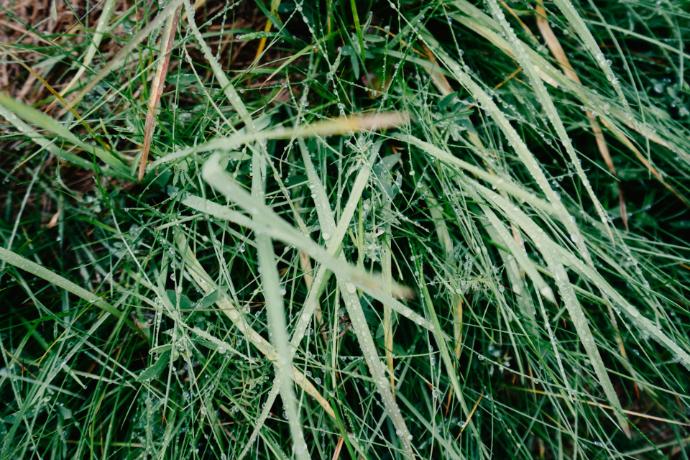 green leaves