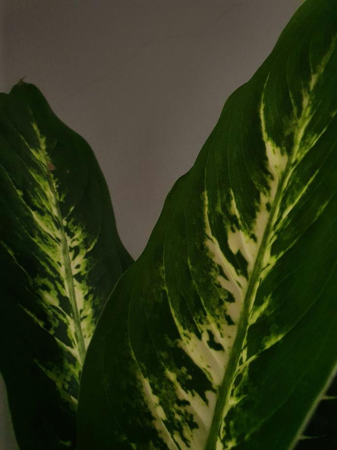 a close up of a leaf