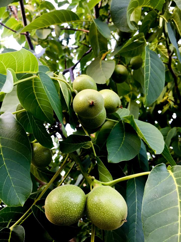 green fruits