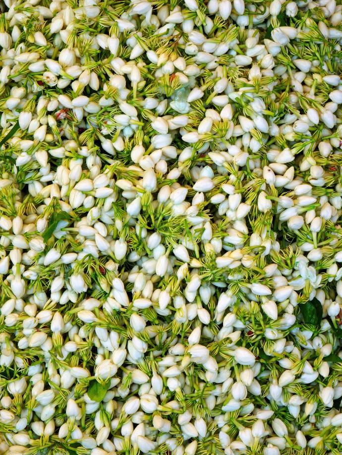 white and green flower petals