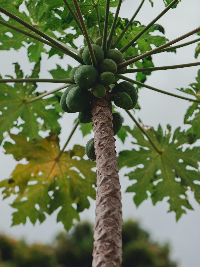 green round fruit on brown tree during daytime