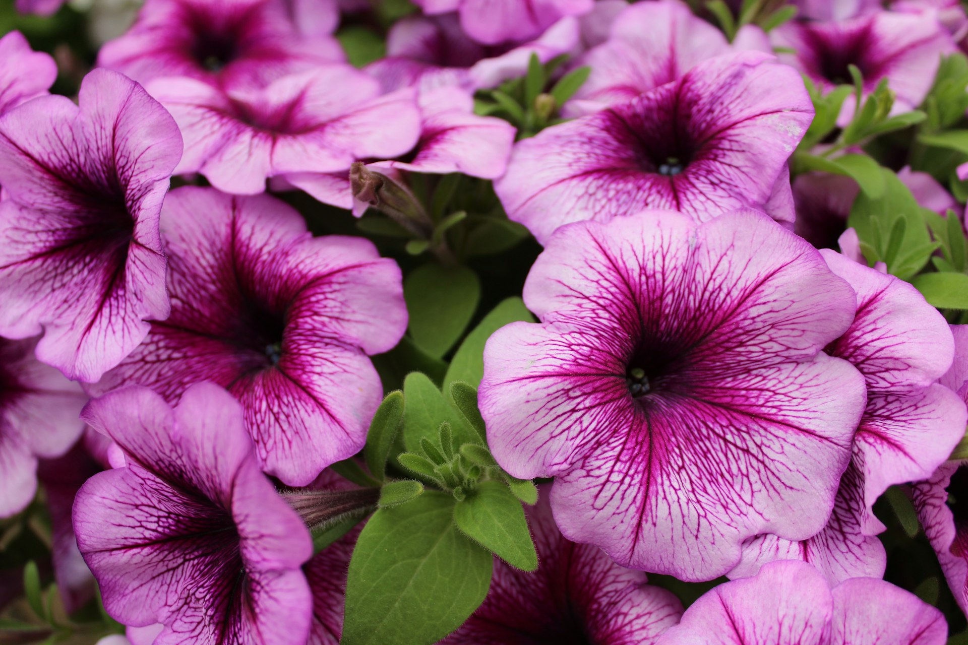 pink flowers in macro shot