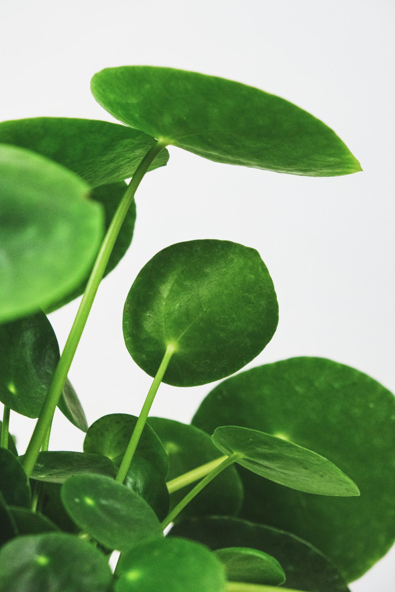 green leaves on white background