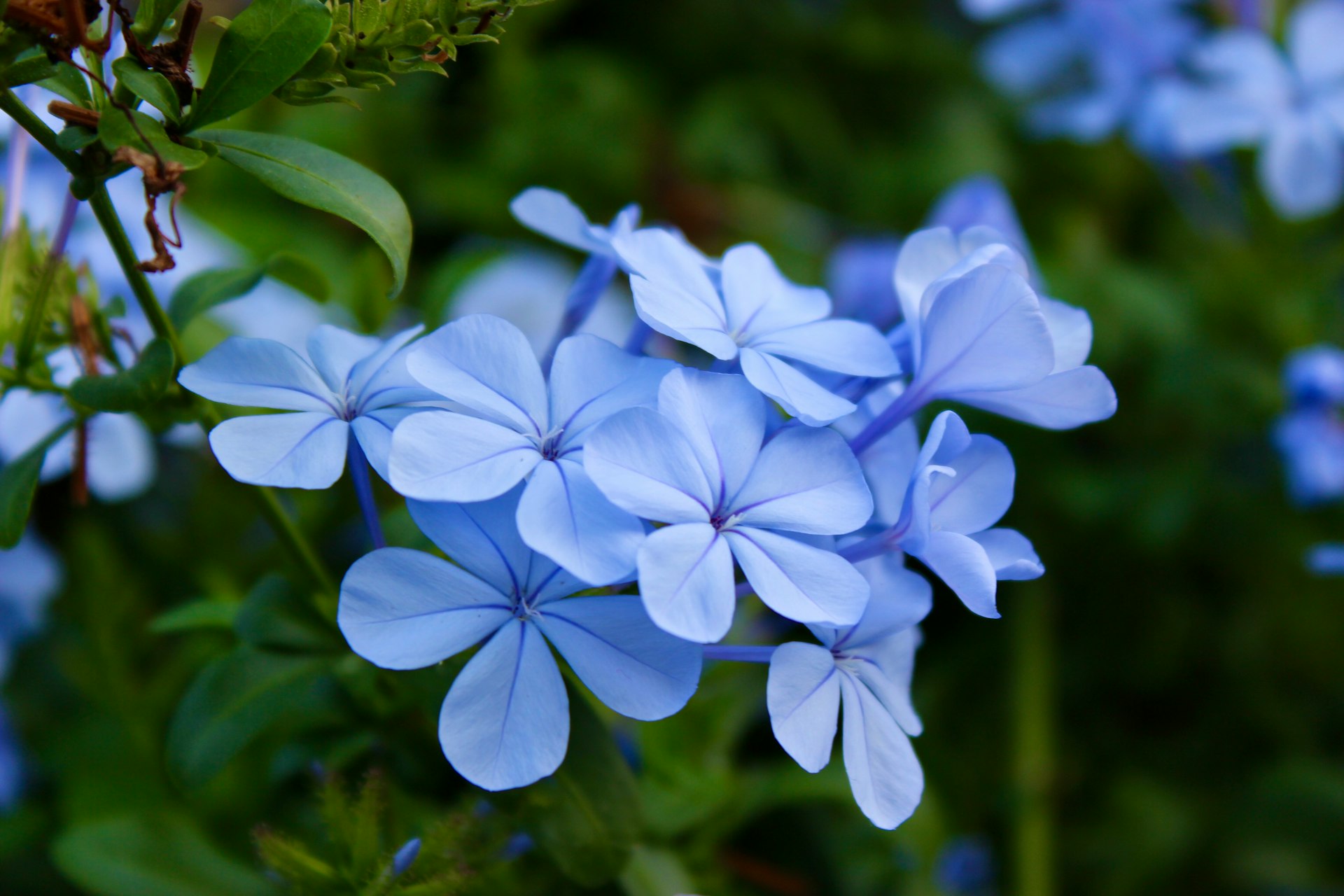 blue flowers in tilt shift lens