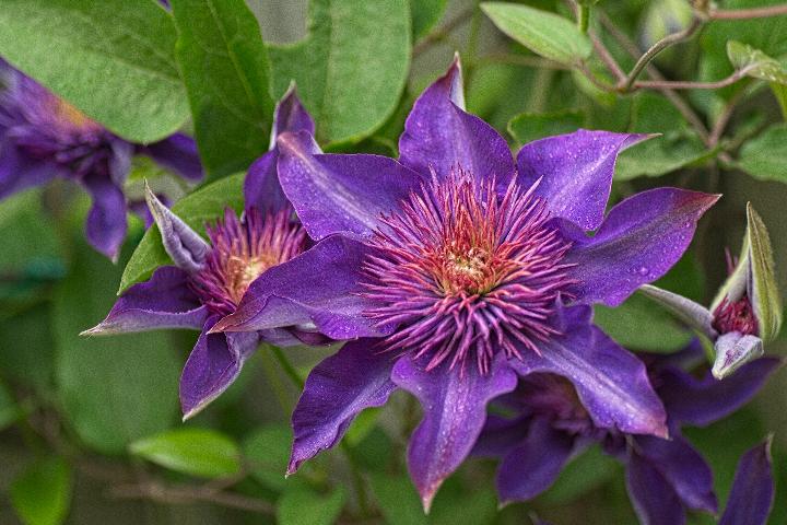 purple flower in macro shot