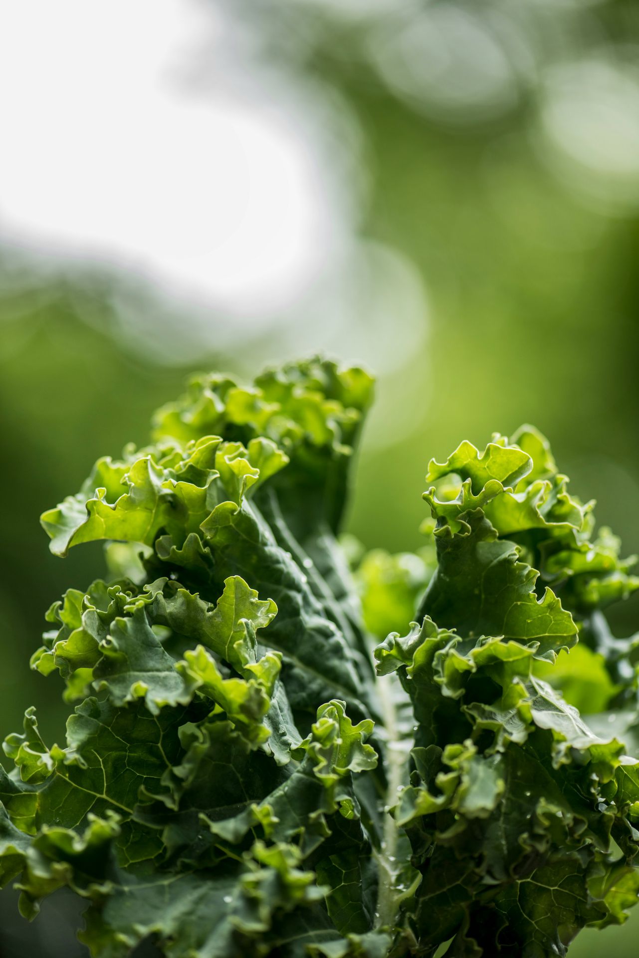 green plant on selective focus photography