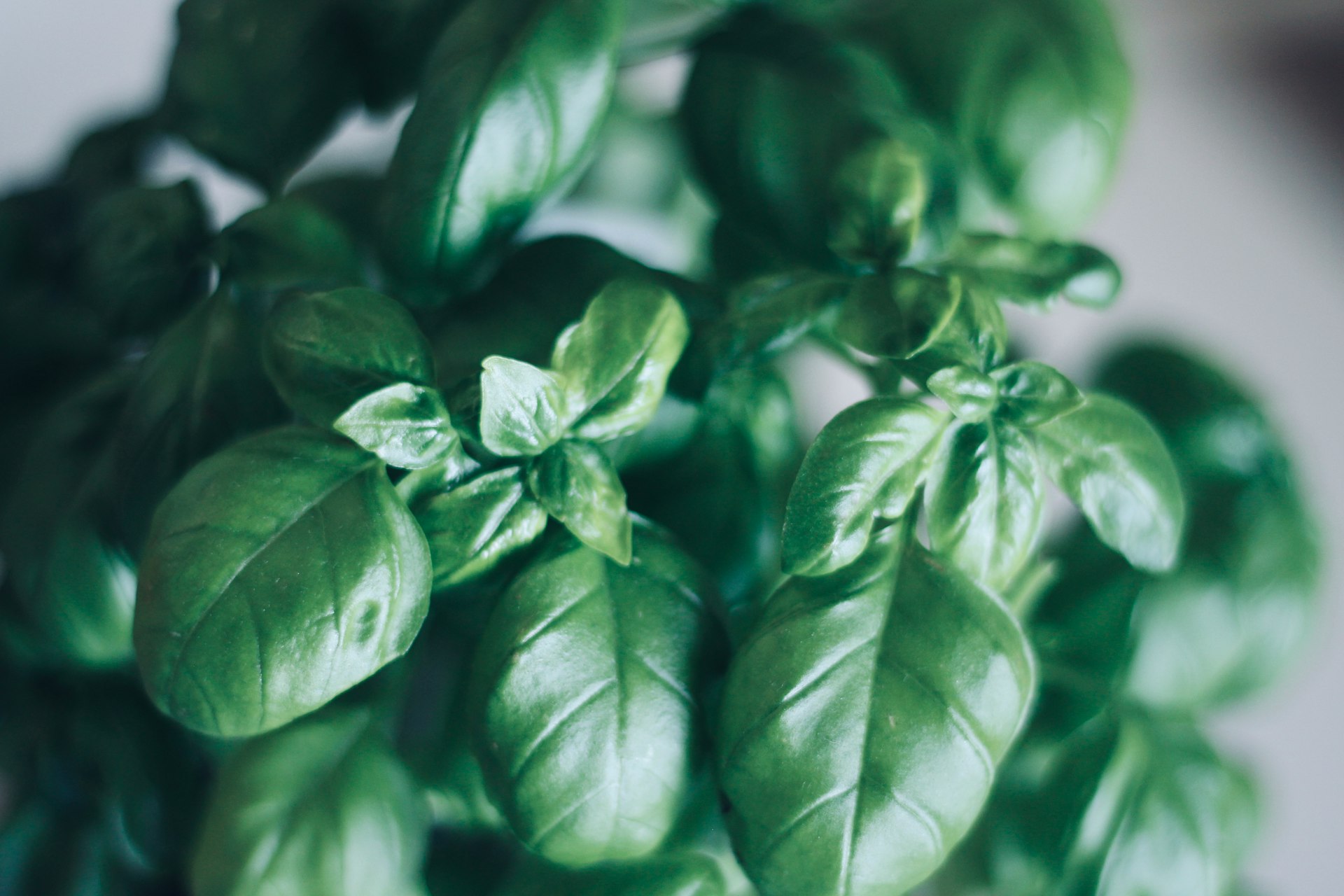 green leaves in macro lens