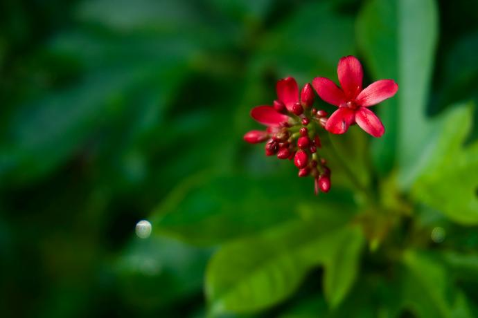 a close up of a flower