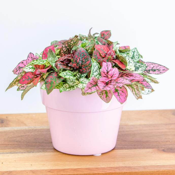 a potted plant sitting on top of a wooden table