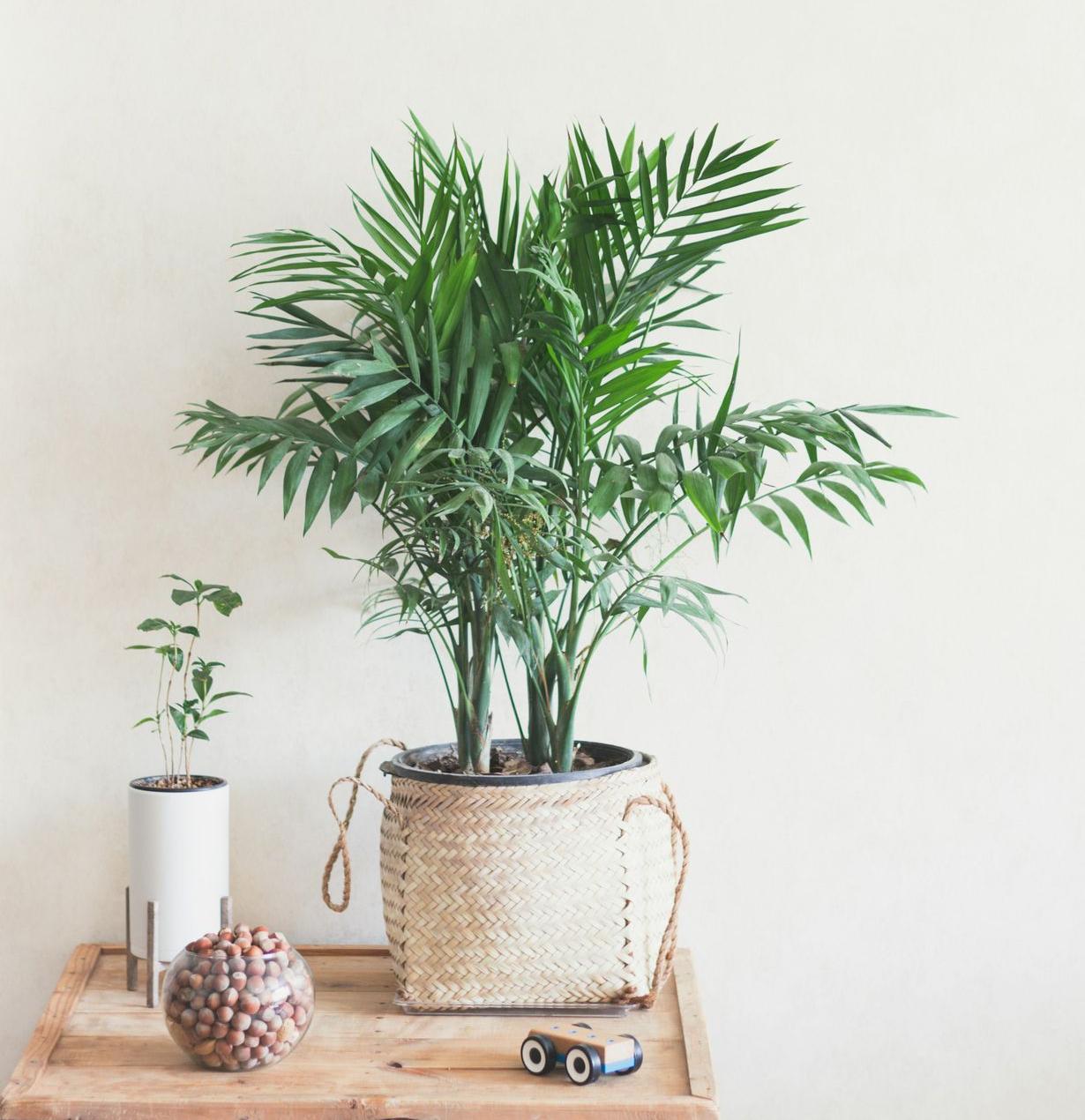 green plant on brown wooden table