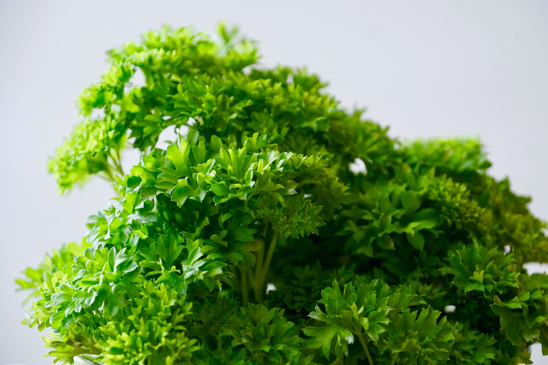 green leafed tree