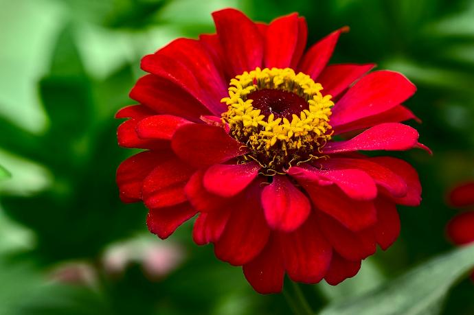 red flower in tilt shift lens