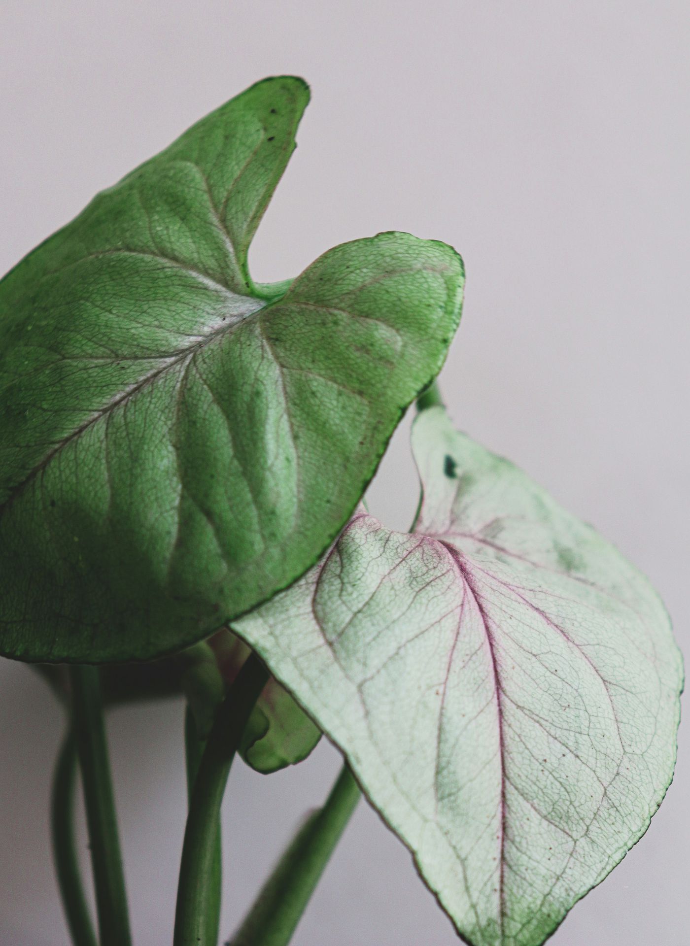 green leaf plant in close up photography