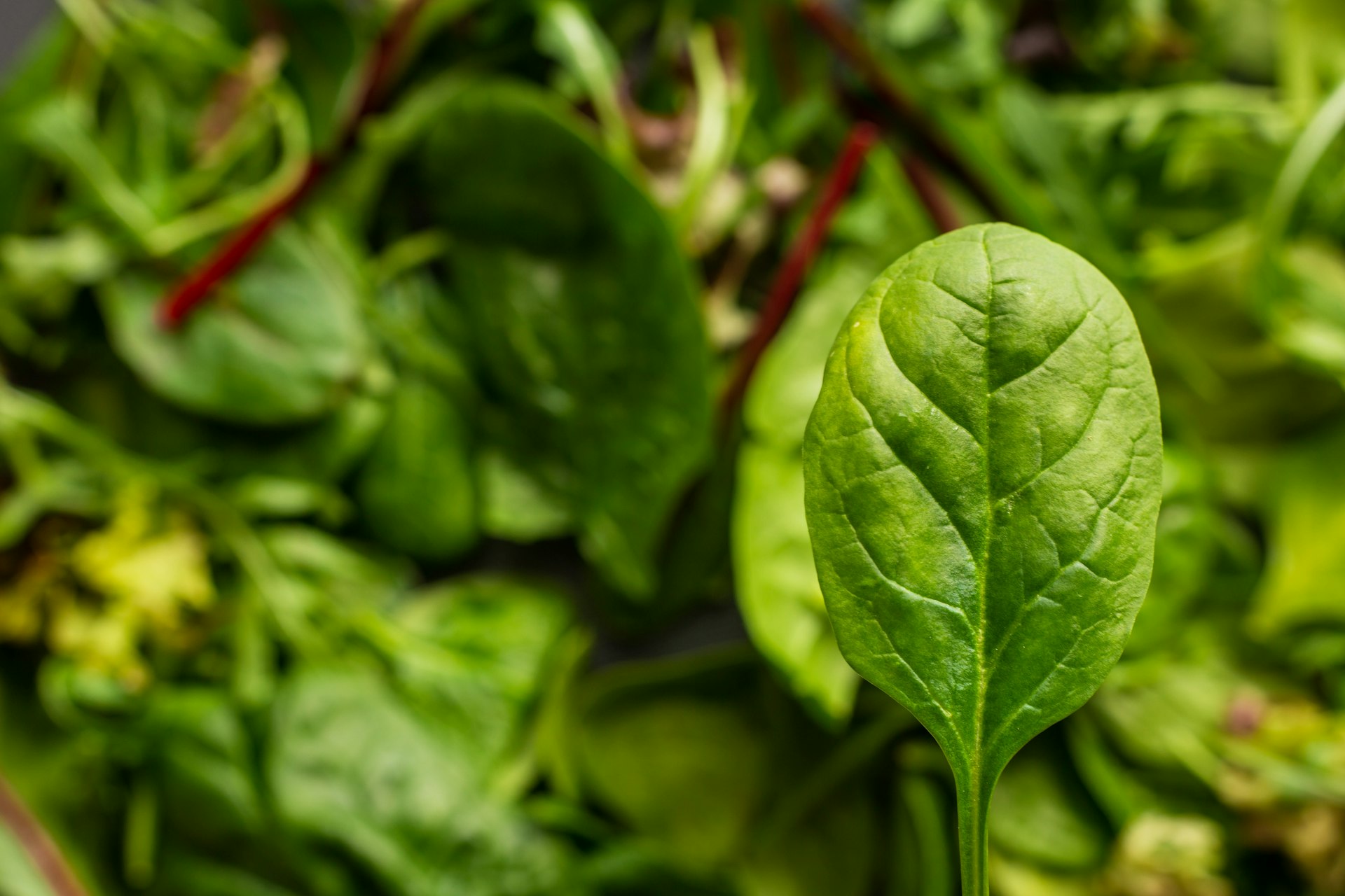 green leaves in macro lens