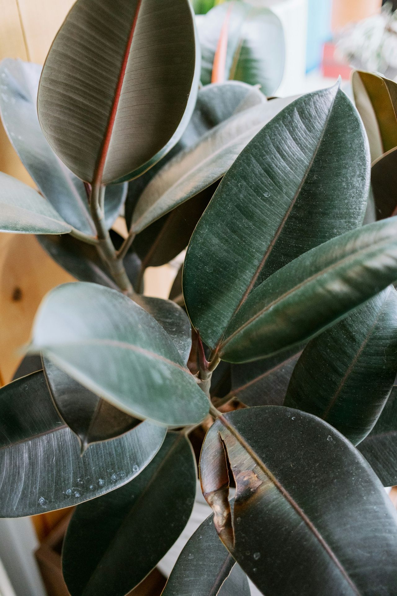 green leaves in close up photography