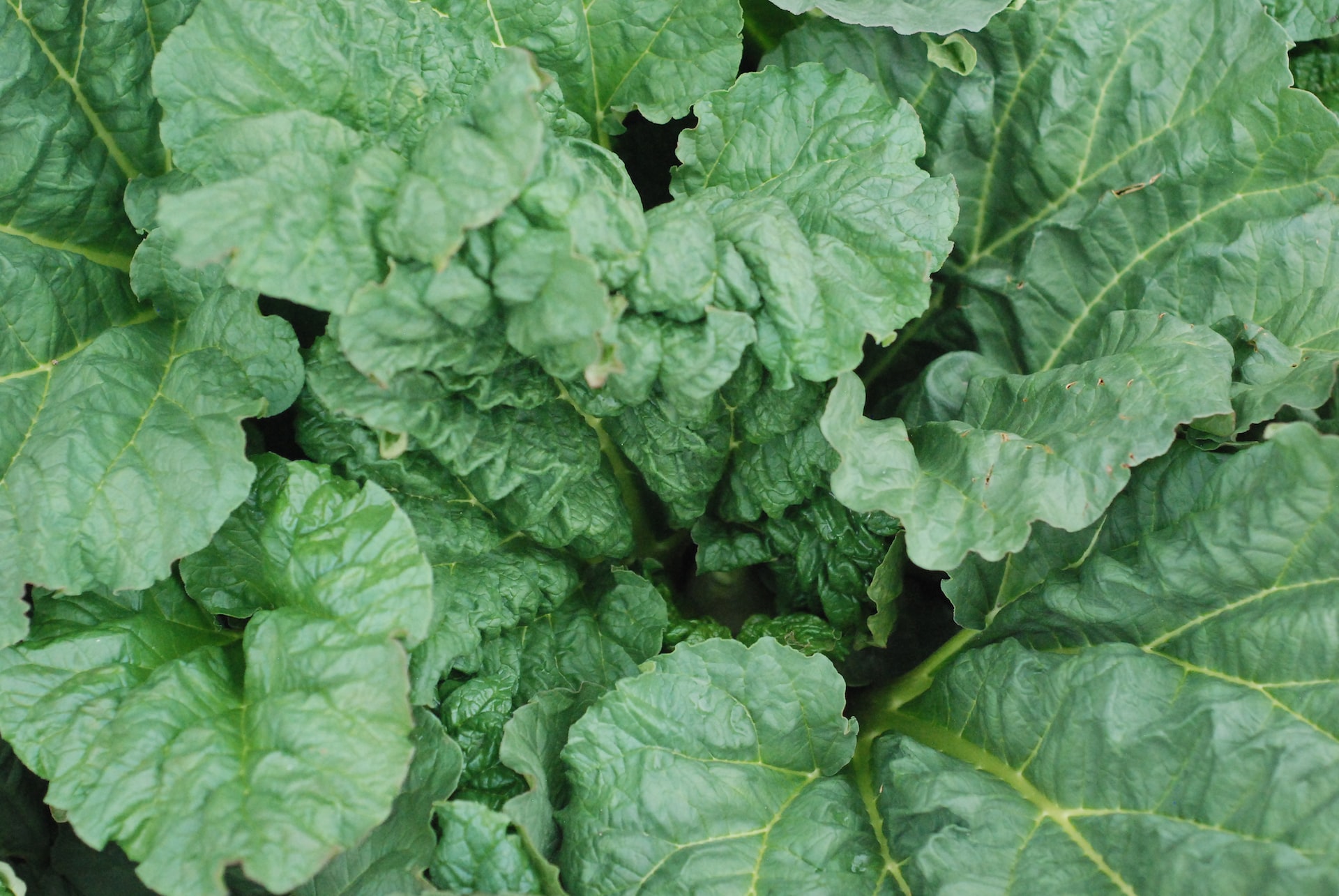 a large group of green leaves