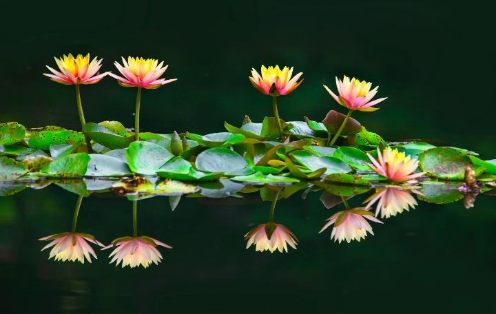 pink and yellow flower in water